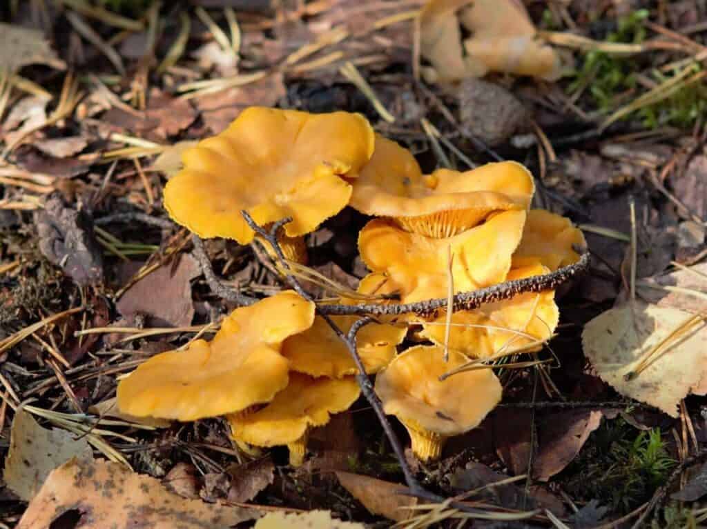 Tuoreet kantarellit metsässä syksyisessä suomalaisessa luonnossa
